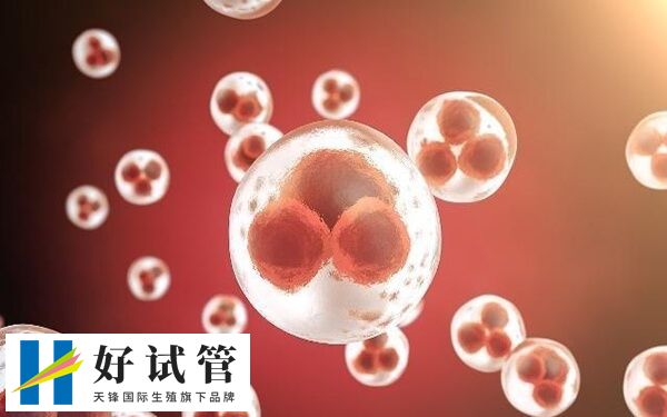 取卵数量会影响移植成功率