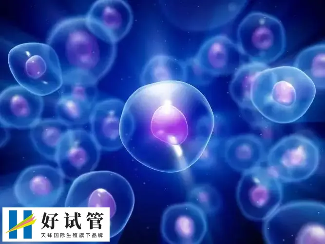 第三代试管婴儿月经检查后第二天可以立即促排卵吗？(图1)