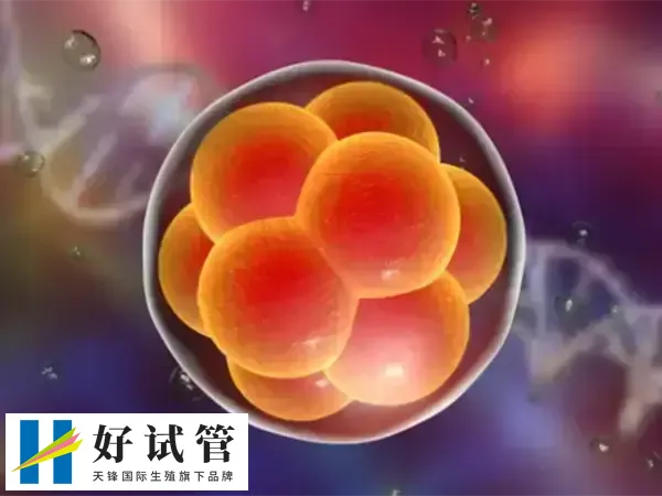 胚胎移植后胎停可能与染色体异常有关