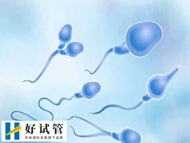 促排卵之后就可以进行取卵取精了