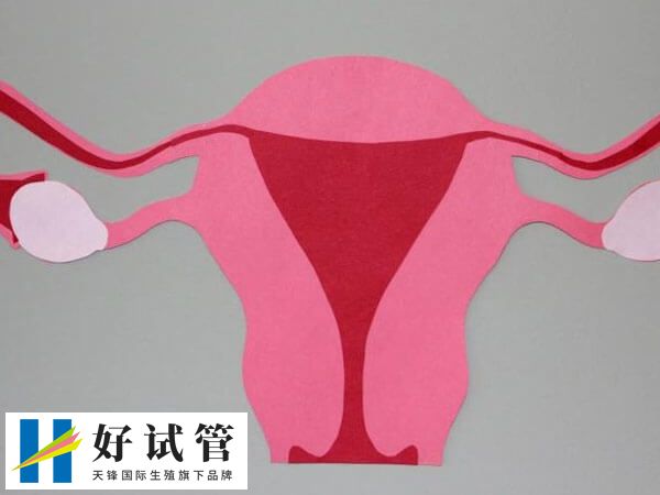 卵巢功能越差卵子数量也会越低