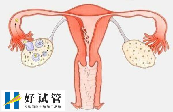 随着年龄增长女性卵巢功能逐渐衰退