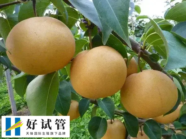 吃梨对卵泡有好处