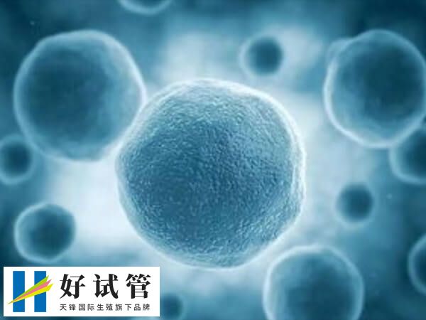 取卵数量多很可能是多囊