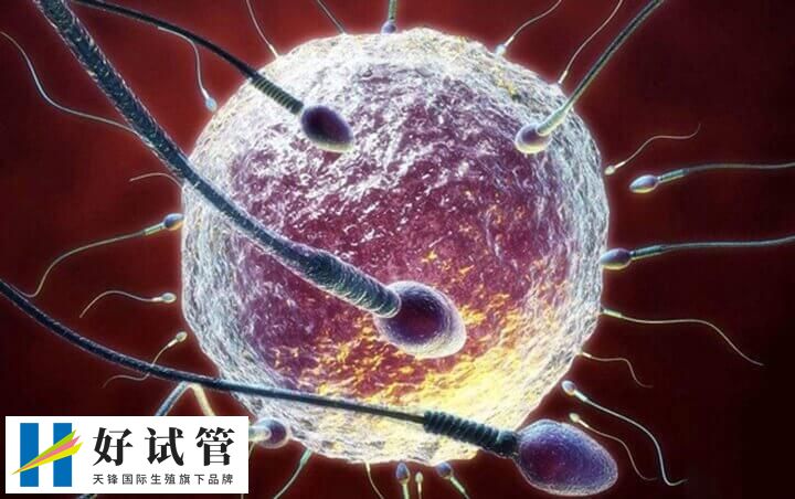 卵子质量是决定试管成功的关键因素